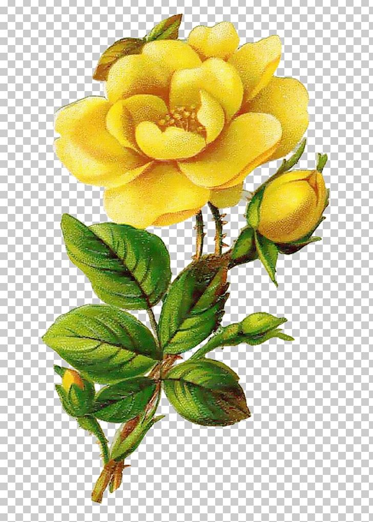 Rose Yellow Flower PNG, Clipart, Chil, Creative Background, Fathers Day, Flower Arranging, Independence Day Free PNG Download