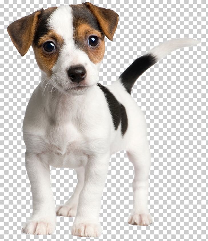 Jack Russell Terrier Parson Russell Terrier Puppy PNG, Clipart, Brazilian Terrier, Carnivoran, Companion Dog, Dog Breed, Dog Breed Group Free PNG Download