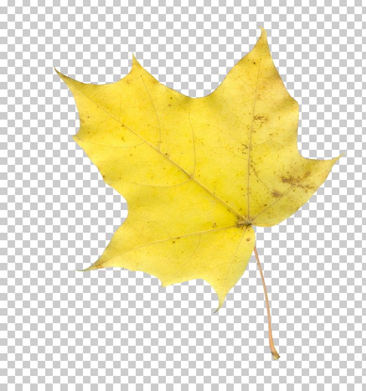 Maple Leaf Photography PNG, Clipart, Branch, Creativity, Leaf, Maple, Maple Leaf Free PNG Download