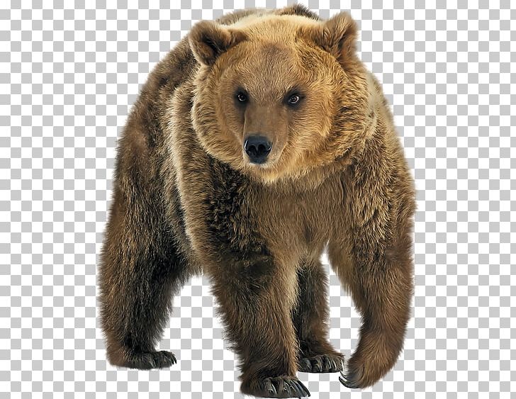 Polar Bear Cat Grizzly Bear Kamchatka Brown Bear East Siberian Brown Bear PNG, Clipart, American Black Bear, Animals, Bear, Bears, Brown Bear Free PNG Download