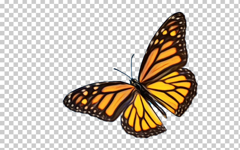 Monarch Butterfly PNG, Clipart, Butterflies, Butterflies Stickers, Butterfly Sticker, Caterpillar, Glasswing Butterfly Free PNG Download