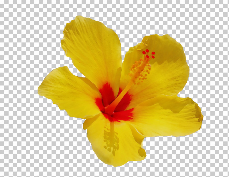 Hibiscus Mallows Herbaceous Plant Plant Yellow PNG, Clipart, Biology, Canna, Herbaceous Plant, Hibiscus, Mallow Free PNG Download