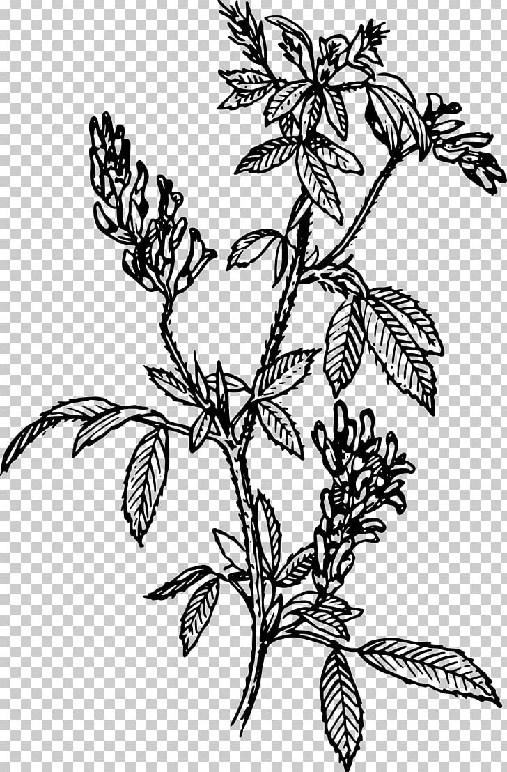 Alfalfa Sprouting PNG, Clipart, Artwork, Black And White, Branch, Bush, Butterfly Free PNG Download