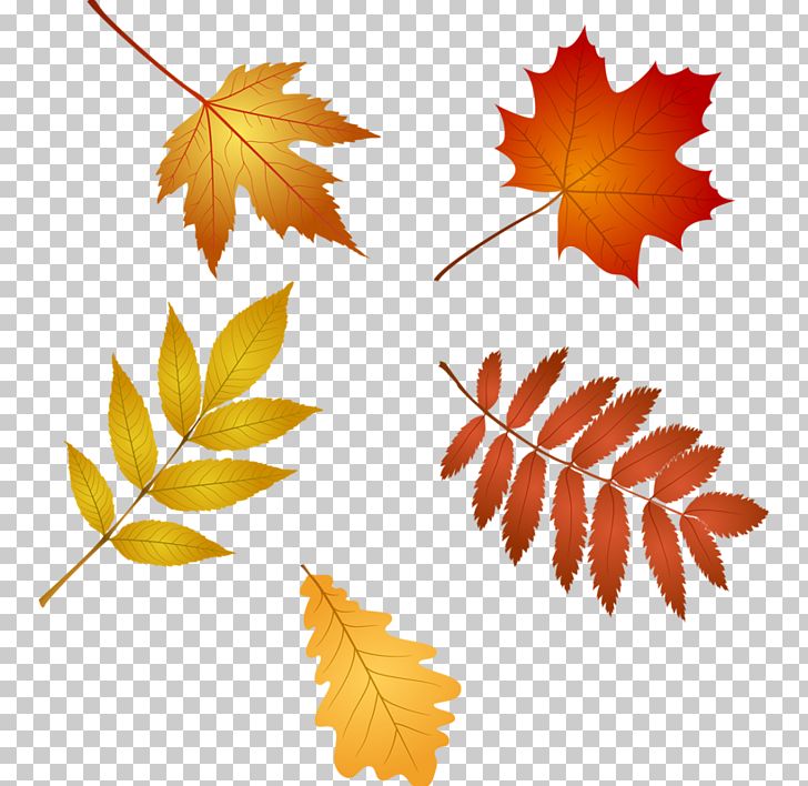 Red Maple Leaf PNG, Clipart, Autumn, Autumn Leaf, Autumn Leaf Color, Data Compression, Floating Decorative Free PNG Download