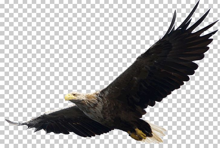 Bald Eagle PNG, Clipart, Accipitriformes, Animal, Animalphotography, Animals, Bald Eagle Free PNG Download