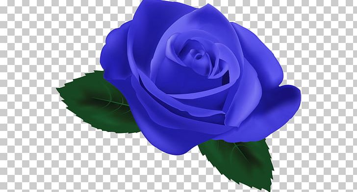 Blue Rose Garden Roses Still Life: Pink Roses Centifolia Roses PNG, Clipart, Blue, Blue Rose, Cartoon, Centifolia Roses, Cobalt Blue Free PNG Download