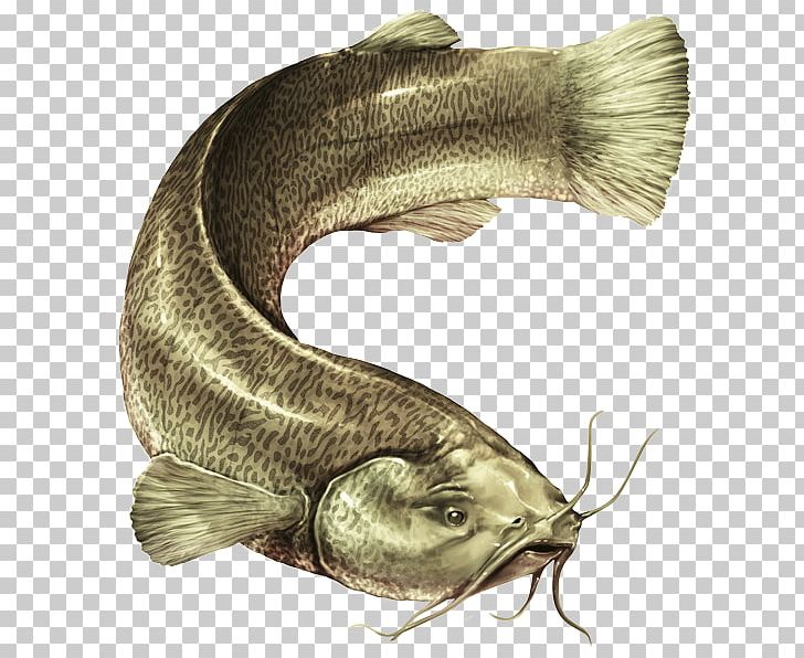 Catfish Eremophilus Mutisii Savanna PNG, Clipart, Alexander Von Humboldt, Animals, Barramundi, Biodiversity, Catfish Free PNG Download