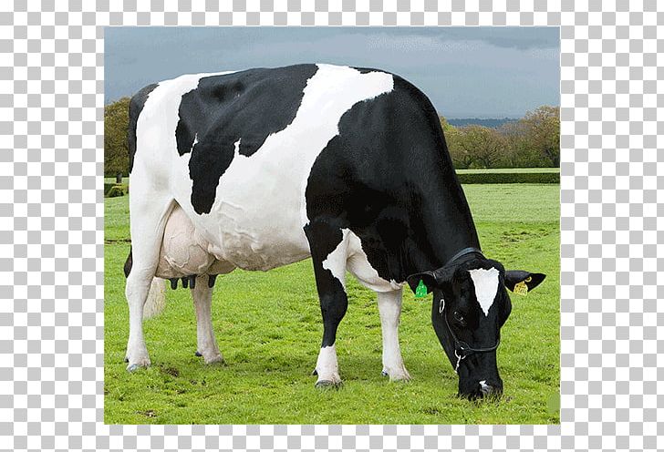 Dairy Cattle Calf ABS Global PNG, Clipart, Abs Global, British, Bull, Calf, Casein Free PNG Download