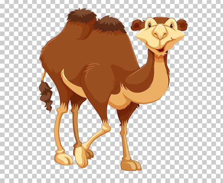 Dromedary PNG, Clipart, Animal, Arabian Camel, Beak, Camel, Camelids Free PNG Download