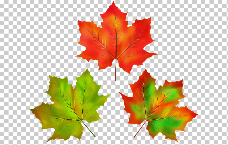 Maple Leaf PNG, Clipart, Black Maple, Deciduous, Leaf, Maple, Maple Leaf Free PNG Download