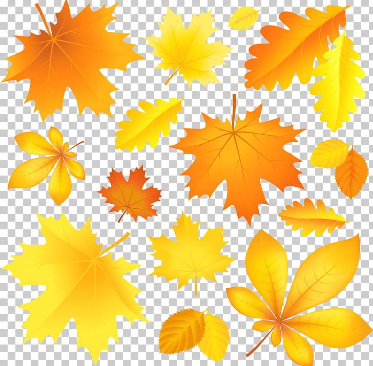 Graphics Autumn Leaf Color PNG, Clipart, Autumn, Autumn Leaf Color, Drawing, Fall, Flower Free PNG Download