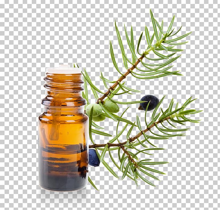 Juniperus Oxycedrus Common Juniper Essential Oil Lavender PNG, Clipart, Angelica Archangelica, Bergamot Essential Oil, Cajeput Oil, Cedar, Common Juniper Free PNG Download