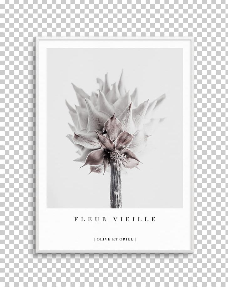 King Protea Petal Plant Flower Woman PNG, Clipart, 2019, Cordyline, Fine Art, Flower, Flowering Plant Free PNG Download