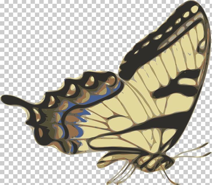 Papillon Dog Butterfly Drawing PNG, Clipart, Arthropod, Battus Philenor, Brush Footed Butterfly, Butterfly, Color Free PNG Download
