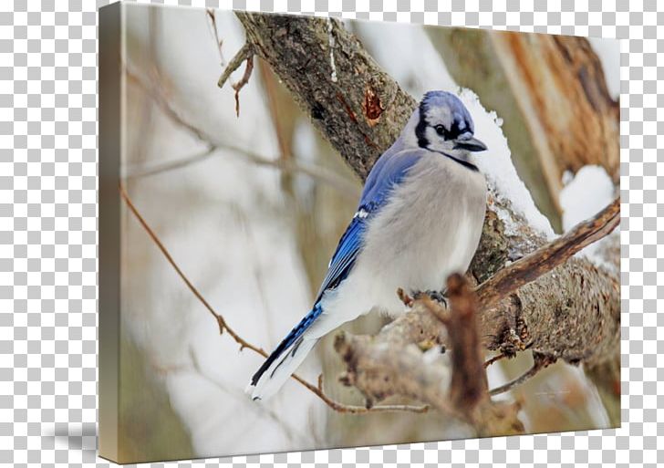 Winter Fauna Snow Ceramic Beak PNG, Clipart, Beak, Bird, Bluebird, Blue Jay, Branch Free PNG Download