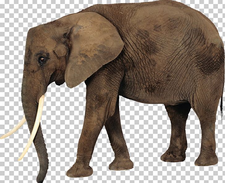 African Elephant PNG, Clipart, African Forest Elephant, Animals, Asian Elephant, Computer Icons, Elephant Free PNG Download