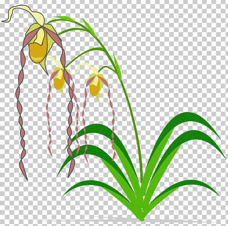 Easter Lily Popular Orchids PNG, Clipart, Artwork, Cattleya Orchids, Columbian Orchid Cliparts, Easter Lily, Flora Free PNG Download