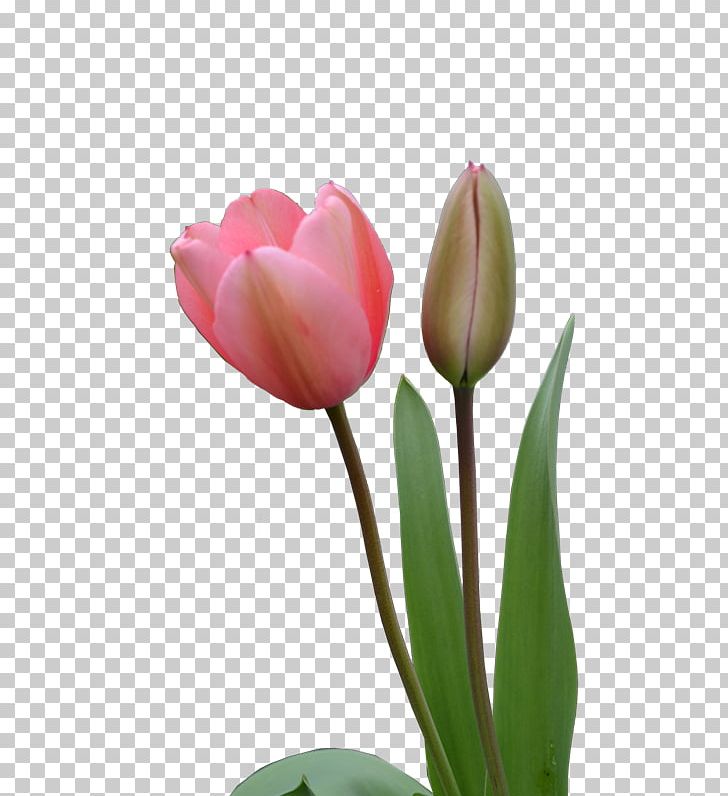 Indira Gandhi Memorial Tulip Garden Flower PNG, Clipart, Bud, Clip Art, Cut Flowers, Desktop Wallpaper, Download Free PNG Download