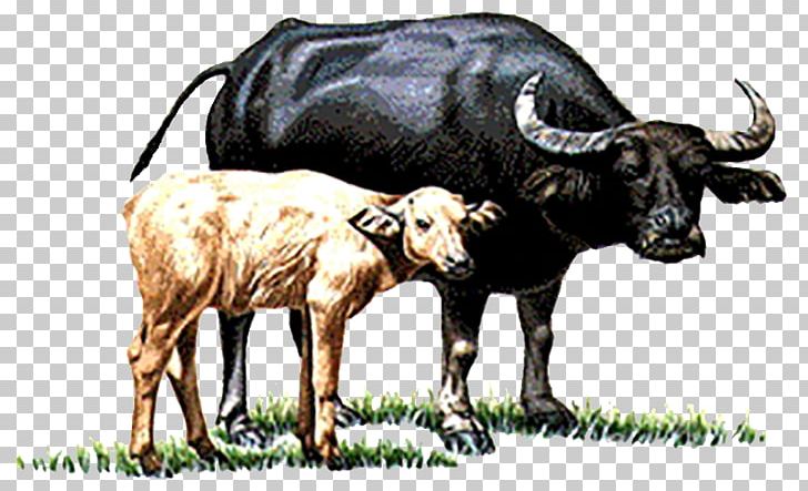 Water Buffalo Cattle Calf You Have Two Cows PNG, Clipart, Animals, Black, Bull, Calf, Cattle Like Mammal Free PNG Download