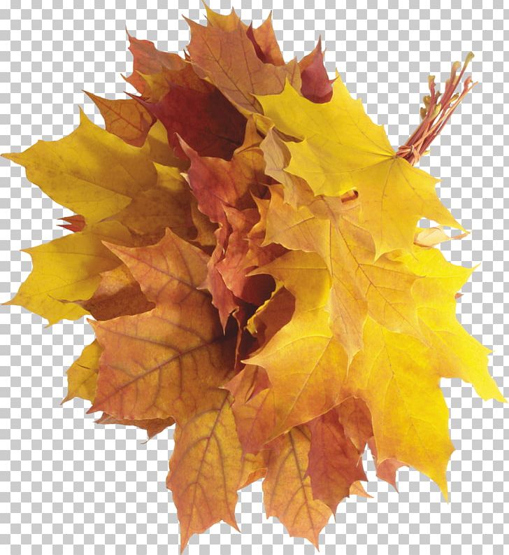 Autumn Leaf Color PNG, Clipart, Autumn, Autumn Leaf Color, Autumn Leaves, Bestoftheday, Cleaneating Free PNG Download