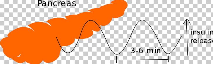 Insulin Oscillation Type 1 Diabetes Pancreas C-peptide PNG, Clipart, Angle, Area, Beta Cell, Blood Sugar, Brand Free PNG Download