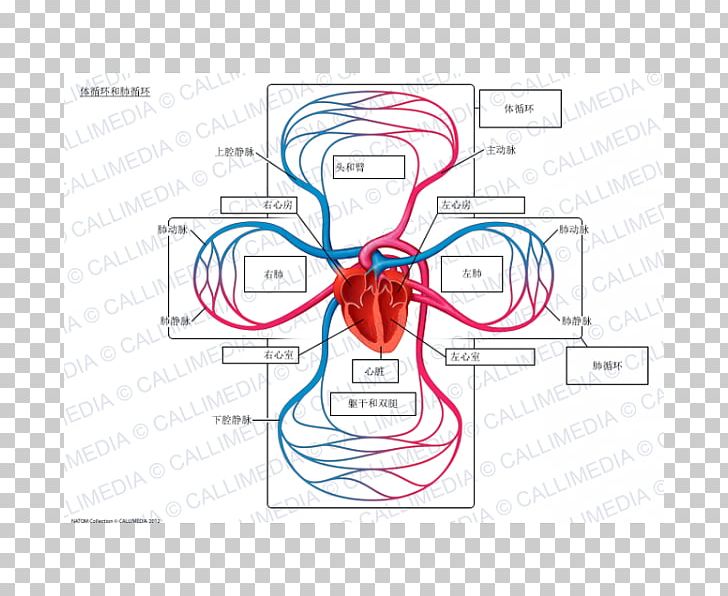 Pulmonary Circulation Lung Systemic Circulation Circulatory System Pulmonary Vein PNG, Clipart, Angle, Artery, Blood Vessel, Circulation, Circulatory System Free PNG Download