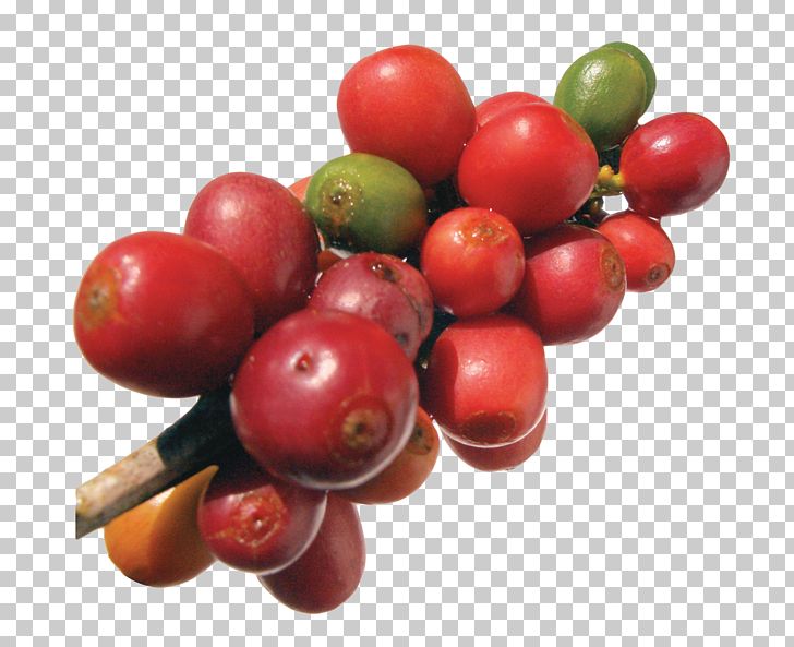 Robusta Coffee Frutti Di Bosco Arabica Coffee Coffee Bean PNG, Clipart, Bean, Berry, Caffeine, Cherry, Coffea Free PNG Download