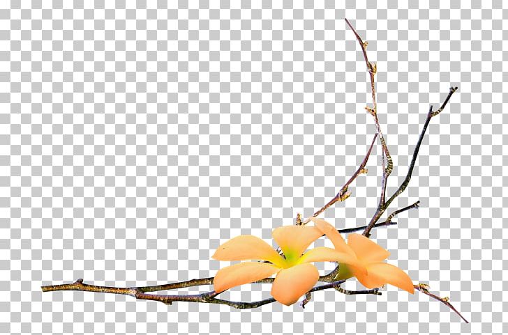 Branch Flower PNG, Clipart, Blog, Branch, Cut Flowers, Exotic Flowers, Flora Free PNG Download
