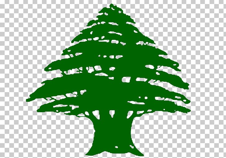 lebanese cedar vector