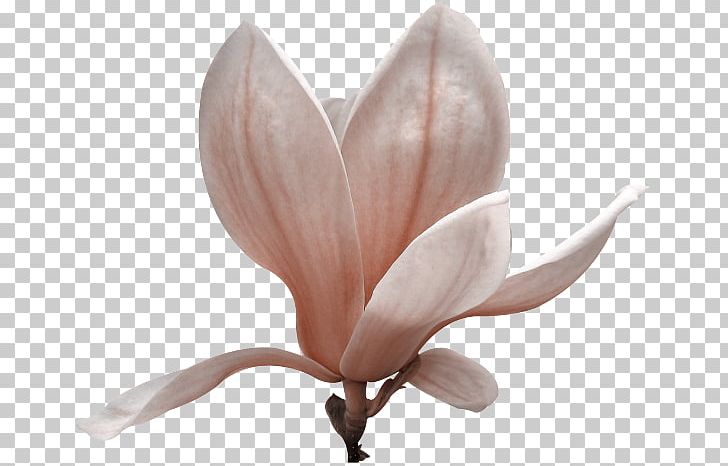 Petal Southern Magnolia Flower Magnolia Liliiflora Yulan Magnolia PNG, Clipart, Assisted Living, Blossom, Flower, Flowering Plant, Historic Magnolia House Free PNG Download