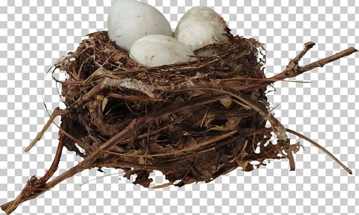 Bird Nest Egg PNG, Clipart, Adobe Premiere Pro, Animals, Bird, Bird Nest, Bird Nest Vector Free PNG Download