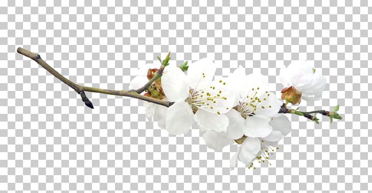 Blossom Fruit Tree Easter PNG, Clipart, Blossom, Branch, Cherry Blossom, Cut Flowers, Easter Free PNG Download