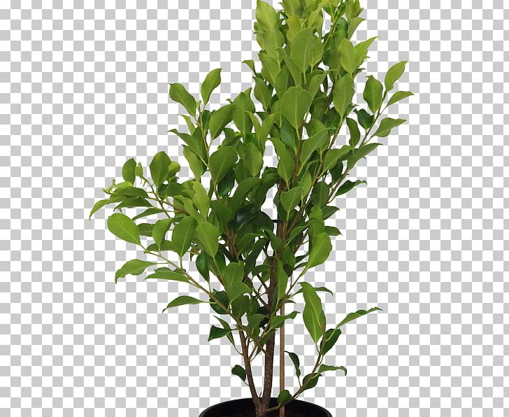 Houseplant Tree Flowerpot Branch Box PNG, Clipart, Box, Branch, Cordyline, Cycad, Evergreen Free PNG Download