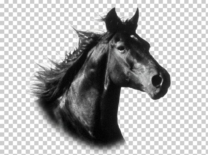 Mustang Stallion Pony Wild Horse Horse Breed PNG, Clipart, Brid, Equus, Fur, Halter, Head Free PNG Download