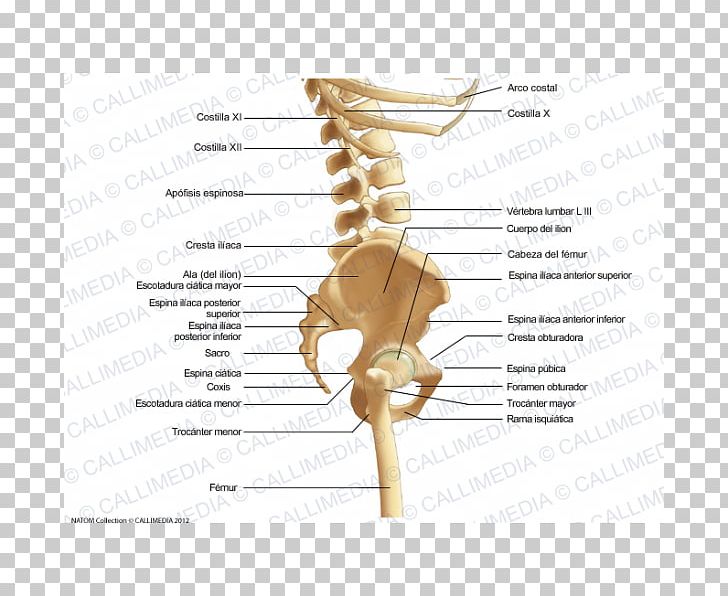 Bone Pelvis Human Anatomy Ligament PNG, Clipart, Abdomen, Anatomy, Arm, Bone, Diagram Free PNG Download