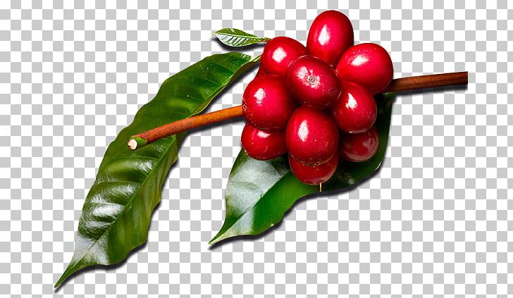 Cranberry Coffee Auglis Coffea Food PNG, Clipart, Aquifoliaceae, Aquifoliales, Auglis, Berry, Cherry Free PNG Download