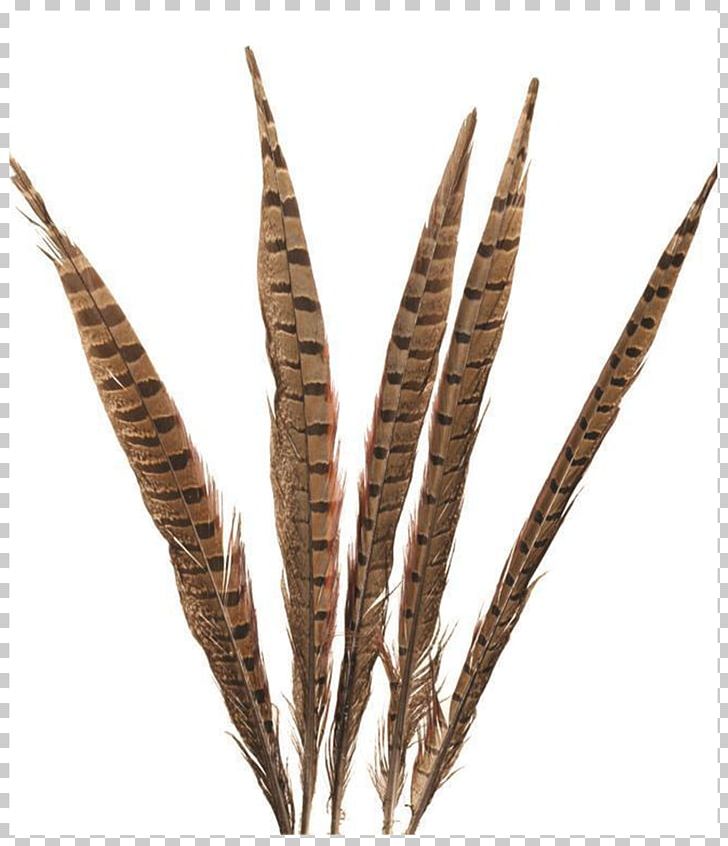 Feather Lady Amherst's Pheasant Bird Tail PNG, Clipart, Animals, Bird, Brooch, Bundle, Commodity Free PNG Download