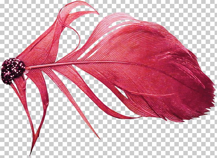 Red Feather Color PNG, Clipart, Animals, Color, Designer, Download, Feather Free PNG Download