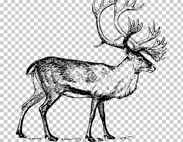 Deer Drawing Art PNG, Clipart, Animals, Antler, Art, Black And White, Boreal Woodland Caribou Free PNG Download