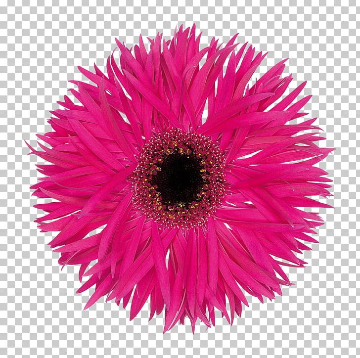 Transvaal Daisy Cut Flowers Floristry Variety PNG, Clipart, Annual Plant, Aster, Cut Flowers, Daisy Family, Fantasia Free PNG Download