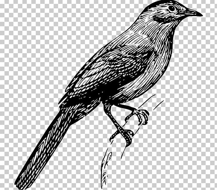 Bird Drawing PNG, Clipart, American Crow, Animals, Beak, Bird, Bird Feeders Free PNG Download