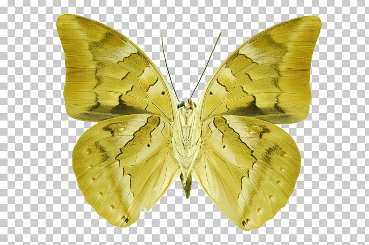 Bombycidae Moth PNG, Clipart, Arthropod, Bombycidae, Butterfly, Insect, Invertebrate Free PNG Download