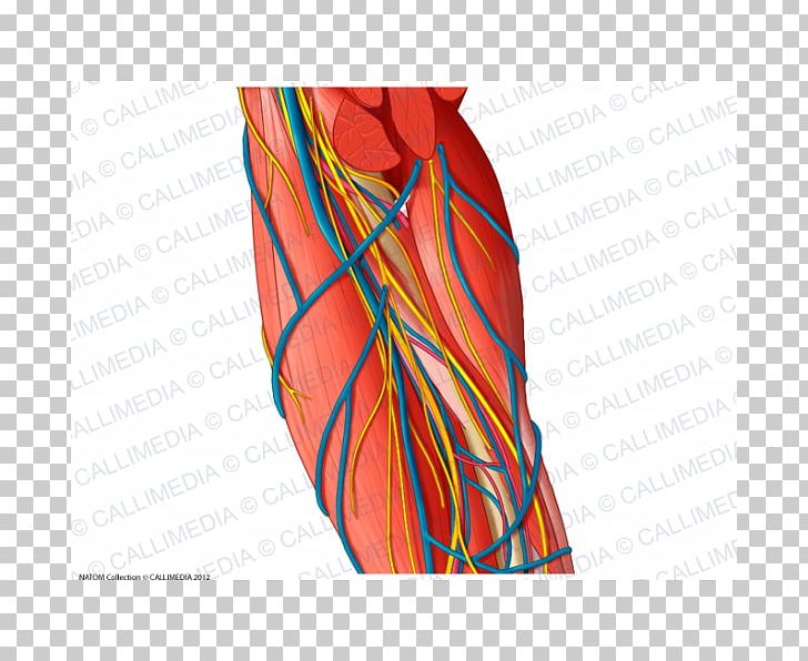 Brachial Artery Ulnar Nerve Augšdelms Vein PNG, Clipart, Arm, Artery, Blood Vessel, Brachial Artery, Human Anatomy Free PNG Download