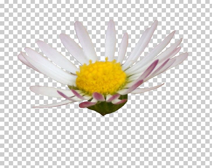 Digital Scrapbooking Flower Editing Photography PNG, Clipart, Art, Aster, Chrysanths, Cut Flowers, Daisy Free PNG Download