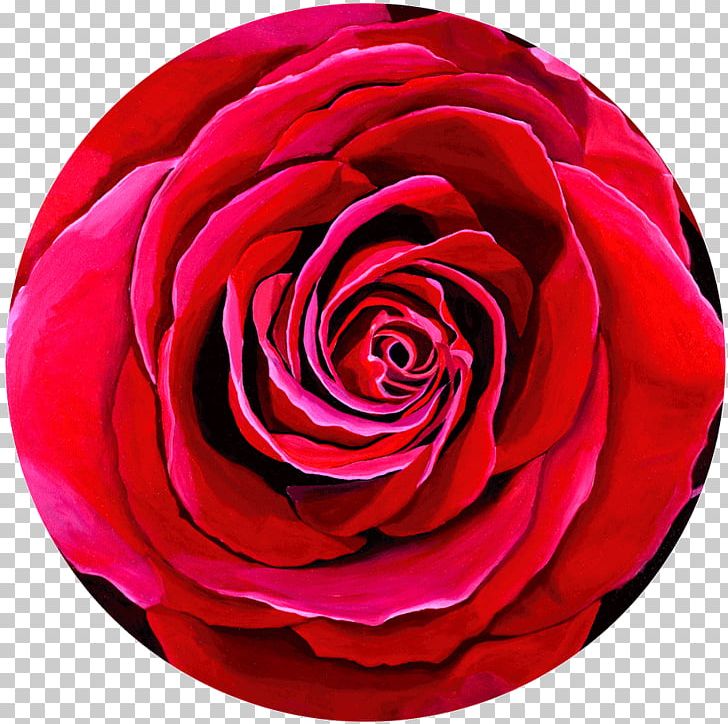 Garden Roses Cabbage Rose Floribunda Flower PNG, Clipart, Art, Beloved, Cut Flowers, Floribunda, Flower Free PNG Download