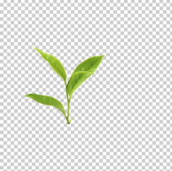 Green Tea Leaf Yum Cha Tea Plant PNG, Clipart,  Free PNG Download