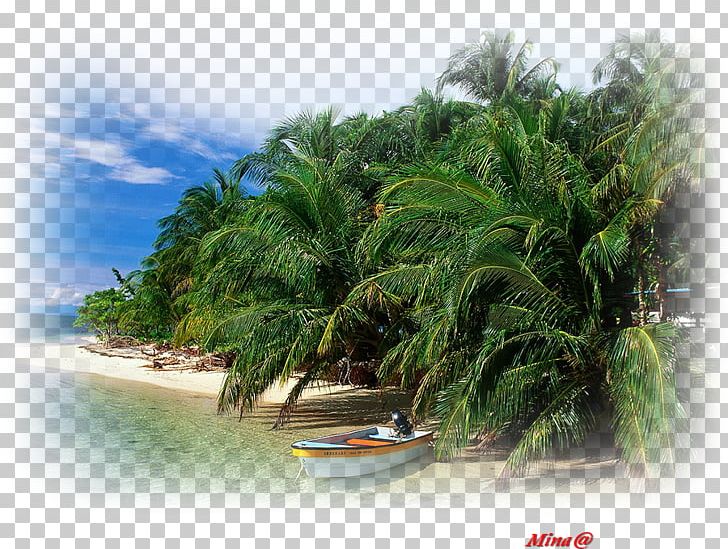 Bocas Town PNG, Clipart, Arecales, Beach, Caribbean, Cay, Island Free PNG Download
