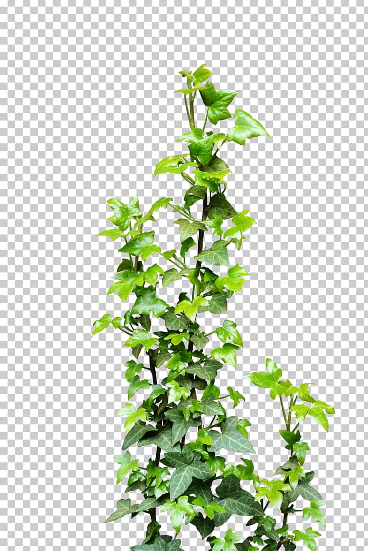 Ivy Vine Plant PNG, Clipart, Branch, Clip Art, Deviantart, Devils Ivy, Evergreen Free PNG Download