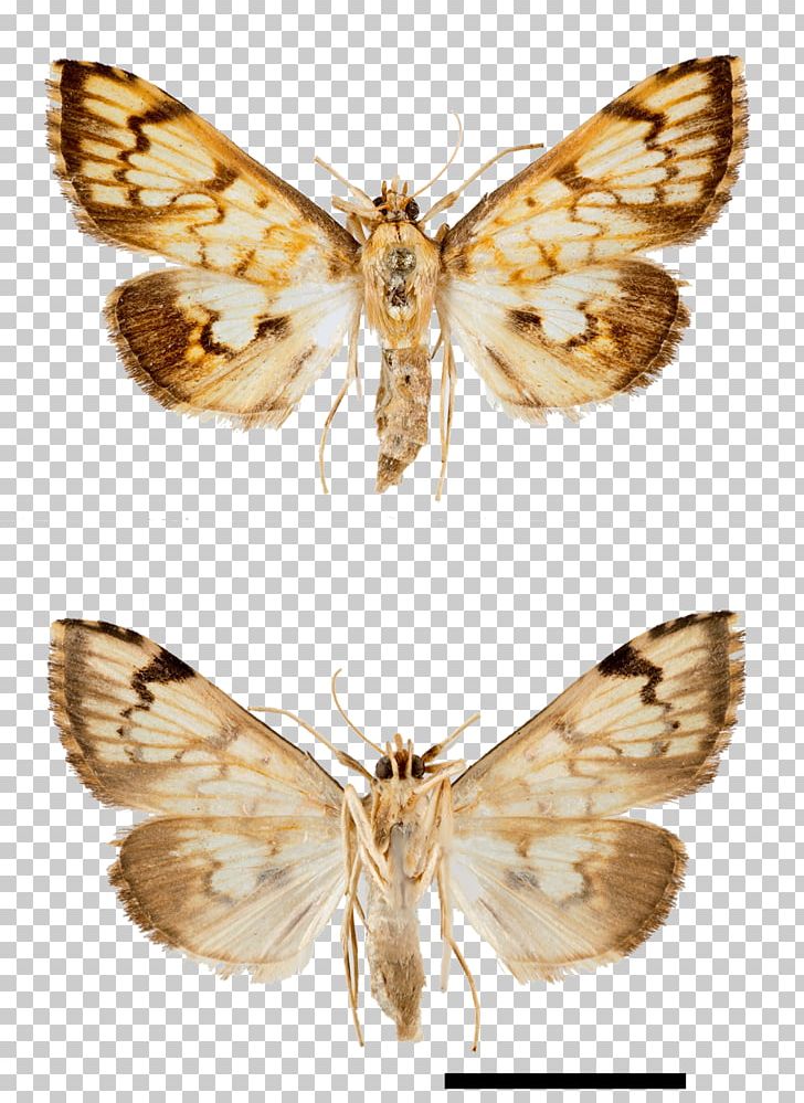 Silkworm Moth Gossamer-winged Butterflies Arctiidae Green Longhorn PNG, Clipart, Arctiidae, Arthropod, Bombycidae, Brush Footed Butterfly, Butterflies And Moths Free PNG Download