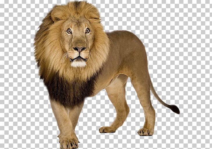 White Lion Stock Photography Desktop PNG, Clipart, Animals, Big Cat, Big Cats, Carnivoran, Cat Like Mammal Free PNG Download
